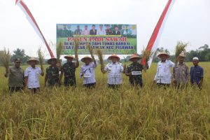 Dukung Ketahanan Pangan Nasional, Kodim 0420/Sarko Panen Raya