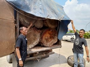 Polsek Kampar Kiri Tangkap Mobil Bermuatan Kayu Ilegalloging
