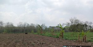 Tanah Perhutani Di Jual Belikan Secara Ilegal, LMDH Desa Sumbermulyo Dilaporkan