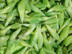 Ungkrung Besi Makanan Ektrim Rasa Harga Daging Sapi