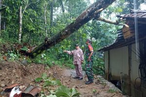 Hujan Angin di Rembang, Satu Pohon Tumbang Timpa Rumah