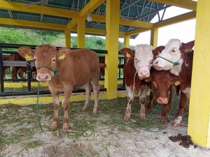 BBI Pertanian Golden Arm Operasionalkan Pembibitan Sapi Unggul