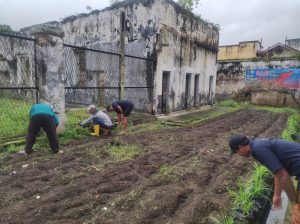 WBP Lapas Kelas IIA Bukittinggi berkebun di kompleks bangunan eks Lapas Bukittinggi