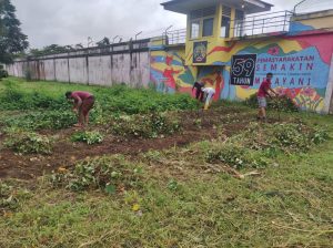 Lapas Bukittinggi panen Ubi hasil kegiatan Pembinaan Kemandirian WBP
