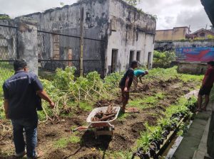 WBP Lapas Bukittinggi Panen Singkong di Perkebunan Eks Lapas Bukittinggi