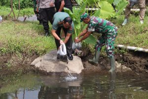 Perkuat Ketahanan Pangan, Dandim 0732/Sleman Tebar Benih Ikan