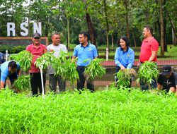 Taman I Love RSN Kembali Panen Sayur Untuk Dibagikan kepada Masyarakat Sekitar