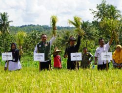Bupati Gunungkidul Hadiri Panen Padi Kelompok Tani Makmur Karangtengah