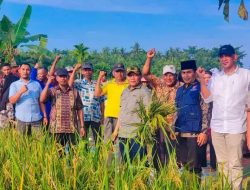 Wali Kota Tanjungbalai Panen Padi Bersama Kelompok Tani Subur Kelurahan Sijambi