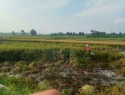 Senyum Ceria Para Petani Boyolali Menjelang Panen Raya