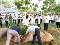 Idul Adha 1445 H Tahun 2024, Polda Riau Serahkan 32 Sapi Limosin dan 20 Ekor Kambing