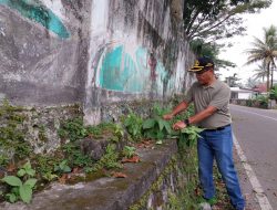 Pemko Payakumbuh Gotongrotong Bersihkan Galanggang Kubu Gadang