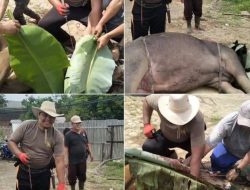 Ustadz Bripka Abdurrahman Shidiq Anggota Polsek Kota Baru Jambi Sembelih Puluhan Hewan Kurban