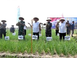 Jamin Ketersediaan Ketahanan Pangan, Lanal Yogyakarta Laksanakan Panen Raya