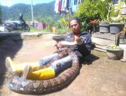 Dua Puluh Menit Bersama Ibrahim, Sosok Penakluk dan Penangkap Ular Dari Kampung Manggis Kota Padang Panjang