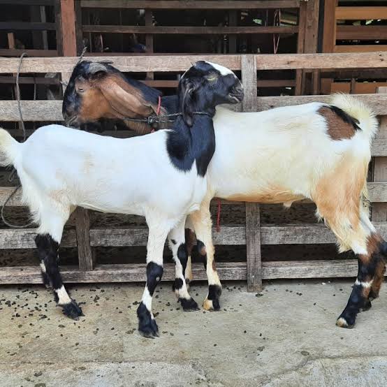 Oknum Kepala Desa Pangkalan Benteng di Duga bagikan Ratusan Kambing tidak melibatkan Aparat Serta BPD Desa.
