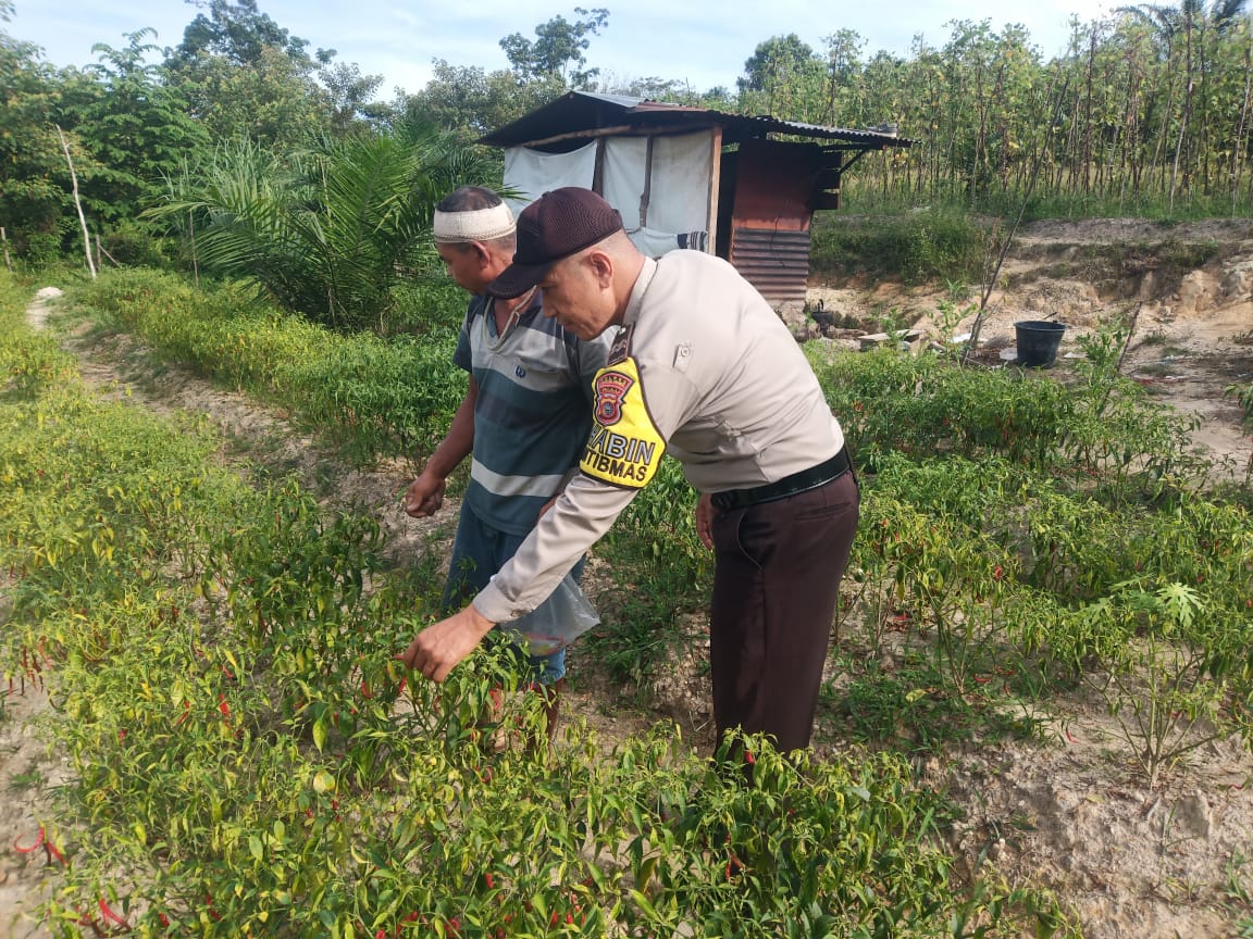 Polsek Singingi Lakukan Pengecekan Lokasi Ketahanan Pangan Untuk Dukung Program ASTA CITA Presiden RI