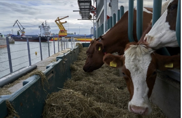 Karantina dan Kepabeanan: Benteng Perlindungan dalam Menjaga Keamanan Impor Sapi di Indonesia