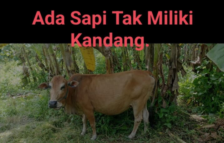 Kasi Kesra Desa Kampung Tangah Kecamatan Pariaman Timur , Diduga Kong Ka lingkong Dalam Program Bantuan Sapi.