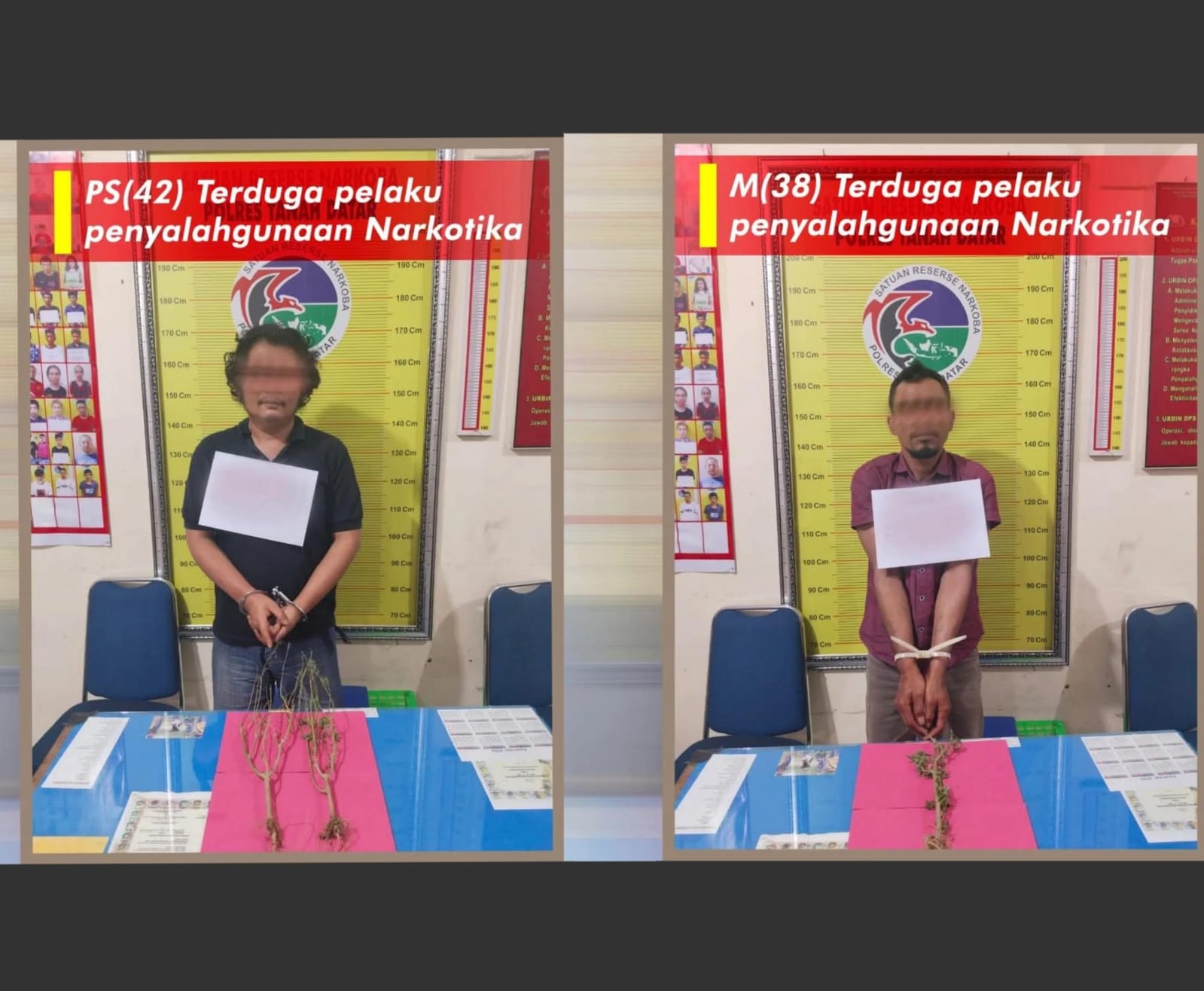 Lagi-Lagi Polres Tanah Datar Berhasil Ungkap Penyalahgunaan Narkotika Jenis Tanaman Ganja di 2 Lokasi Berbeda