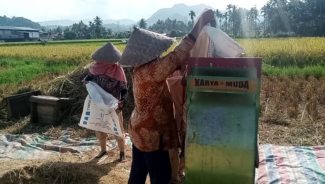 Dengan Adanya Program Swasembada Pangan, Pemkab Tanah Datar Optimis Produksi Padi Akan Meningkat Tahun 2025