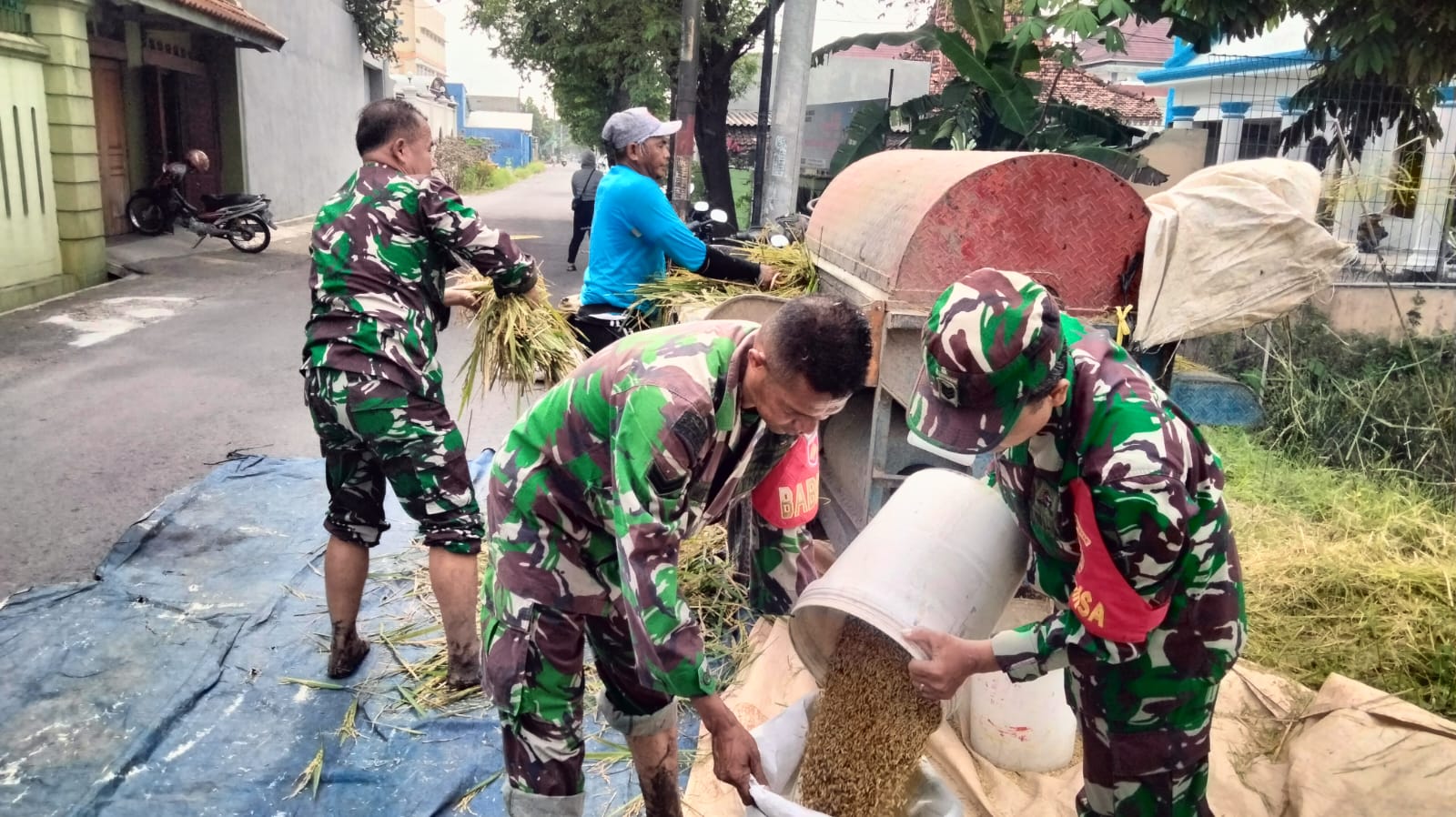 Dukung Ketahanan Pangan Nasional, Kodim 0735/Surakarta Laksanakan Pengubinan Dan Panen Raya Padi