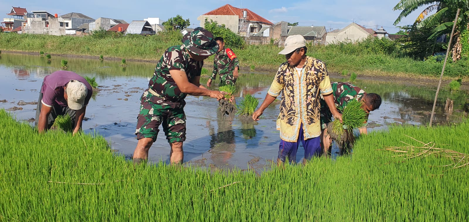 Tingkatkan Swasembada Pangan, Kodim Surakarta Terjunkan Babinsa nya Bantu Petani Tanam Padi