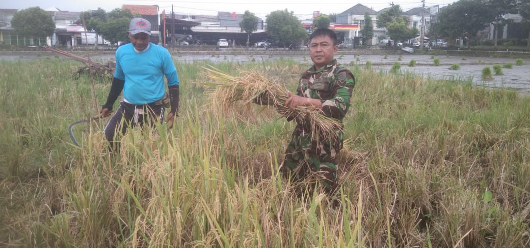 Sembari Panen Raya Padi,Babinsa Banjarsari Berikan Motifasi Dan Semangat Kerja Tingkatkan Hasil Pertanian