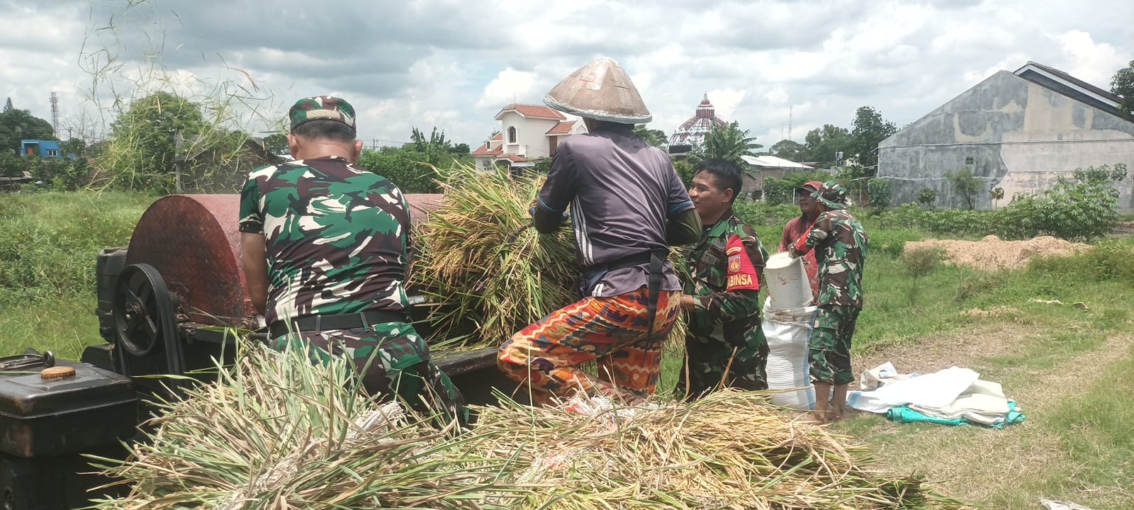 Sukseskan Ketahanan Pangan, Pasiter Kodim 0735/Surakarta Bersama Anggota Koramil 01/Laweyan, Bantu Petani Panen Padi
