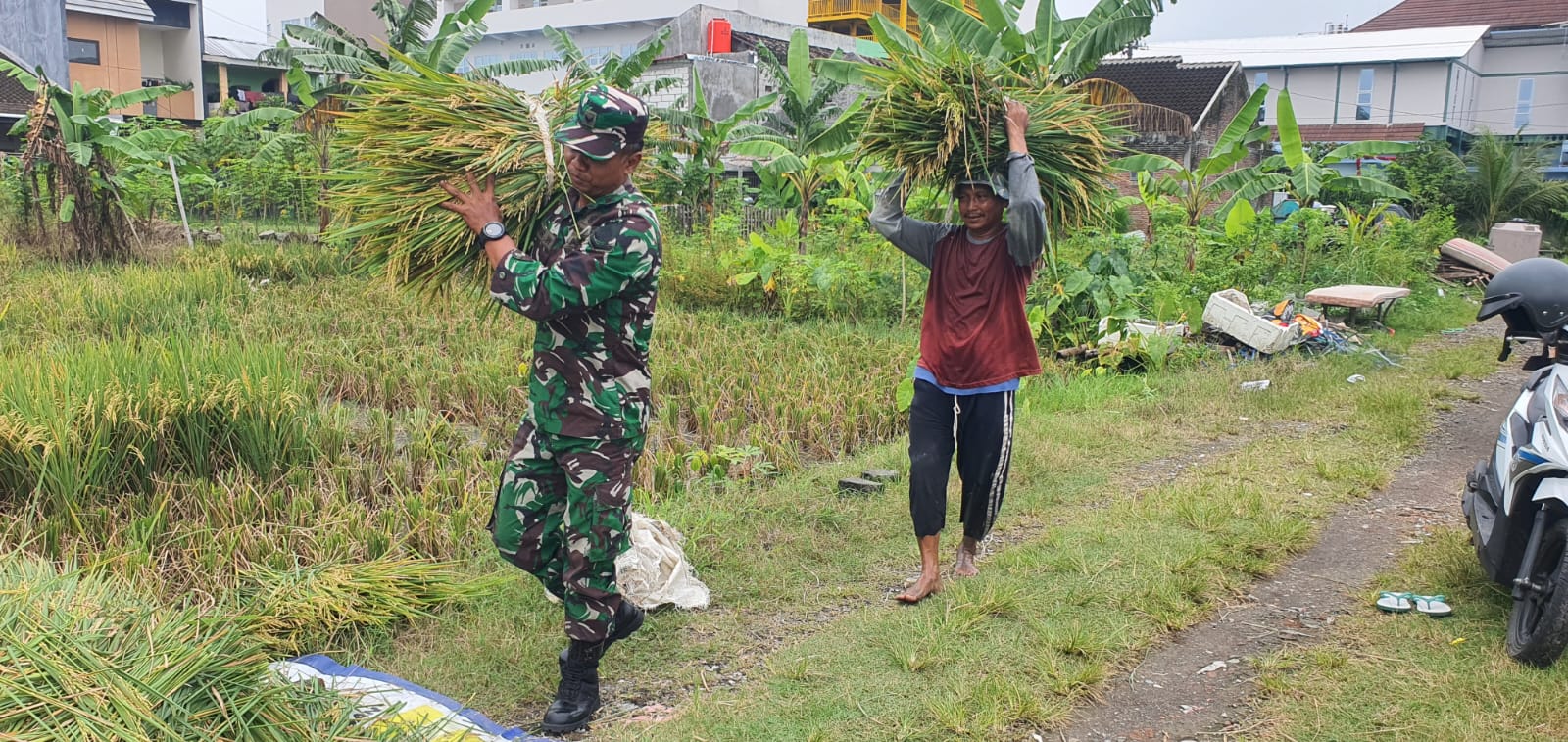 Kodim Surakarta Sukses Gelar Panen Raya Padi Dukung Ketahanan Pangan