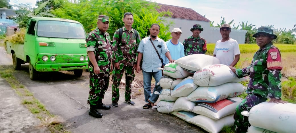 Koramil 01 Bantul Kodim 0729 Bantul Melaksanakan Pendampingan Serap Gabah Petani Bersama Bulog dan PPL
