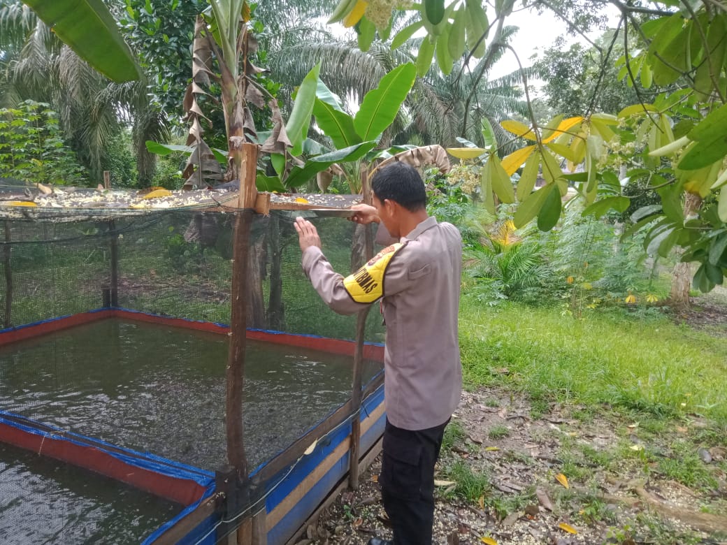 Dukung Ketahanan Pangan, Polsek Betung Budidayakan Ikan Lele