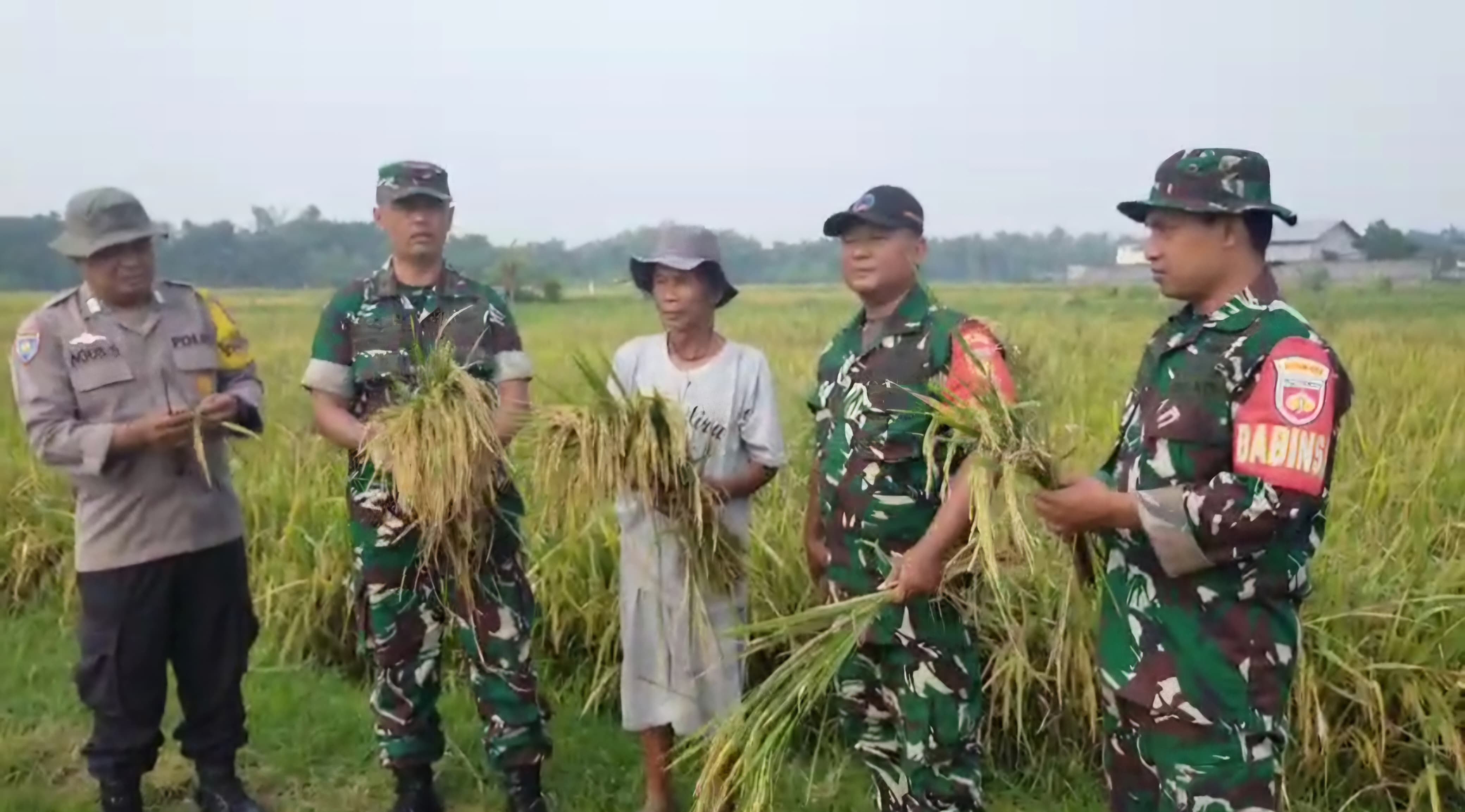 Dandim 0729/Bantul Letkol Inf Muhidin, S.H., M.I.P. Apresiasi Pendampingan Ubinan Padi di Kasihan
