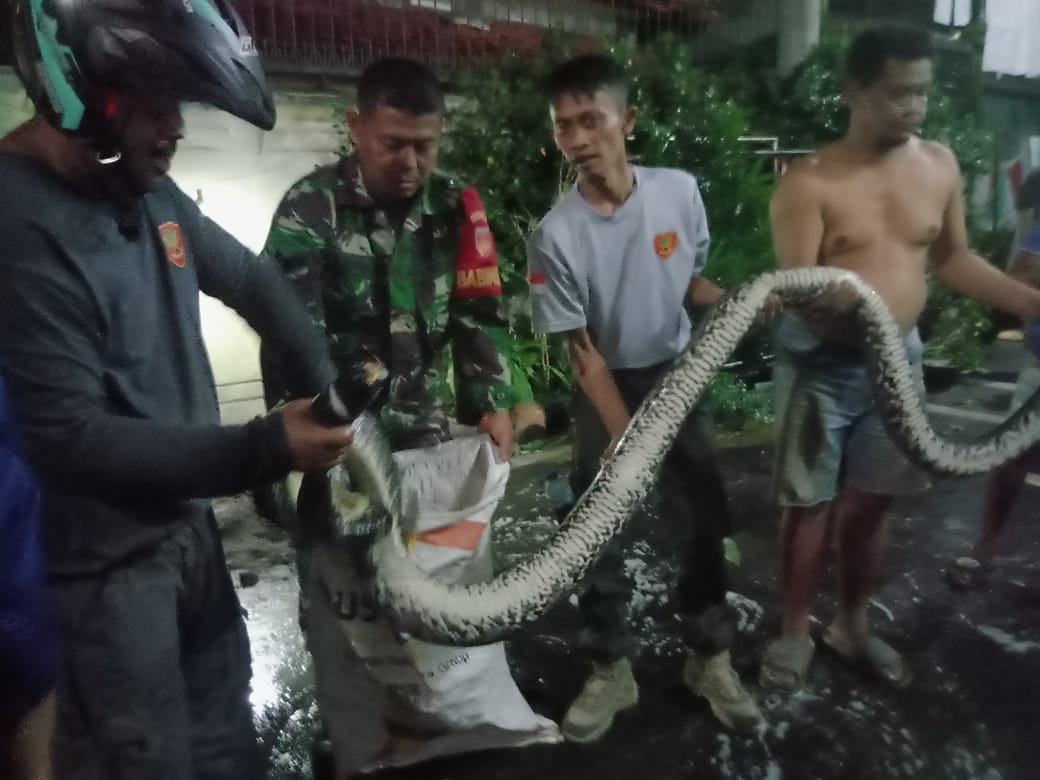 Babinsa Kampung Baru Bersama Petugas Damkar Berhasil Evakuasi Penemuan Ular Piton di Pemukiman Warga