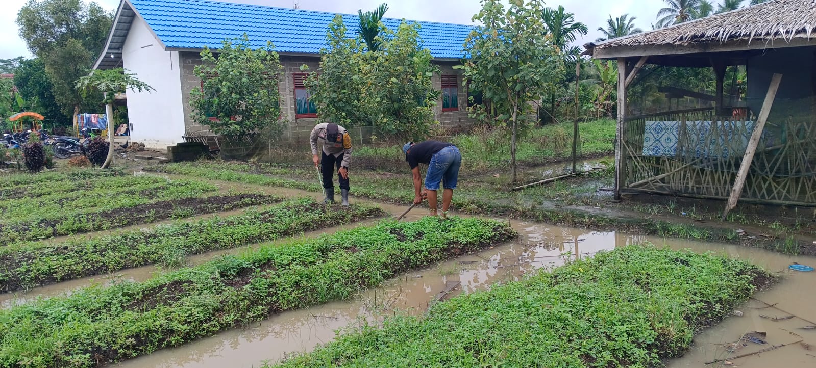 Tanaman Ubi Jalar Menjadi Fokus Utama Bhabinkamtibmas Aipda Anjodhi Ibrahim