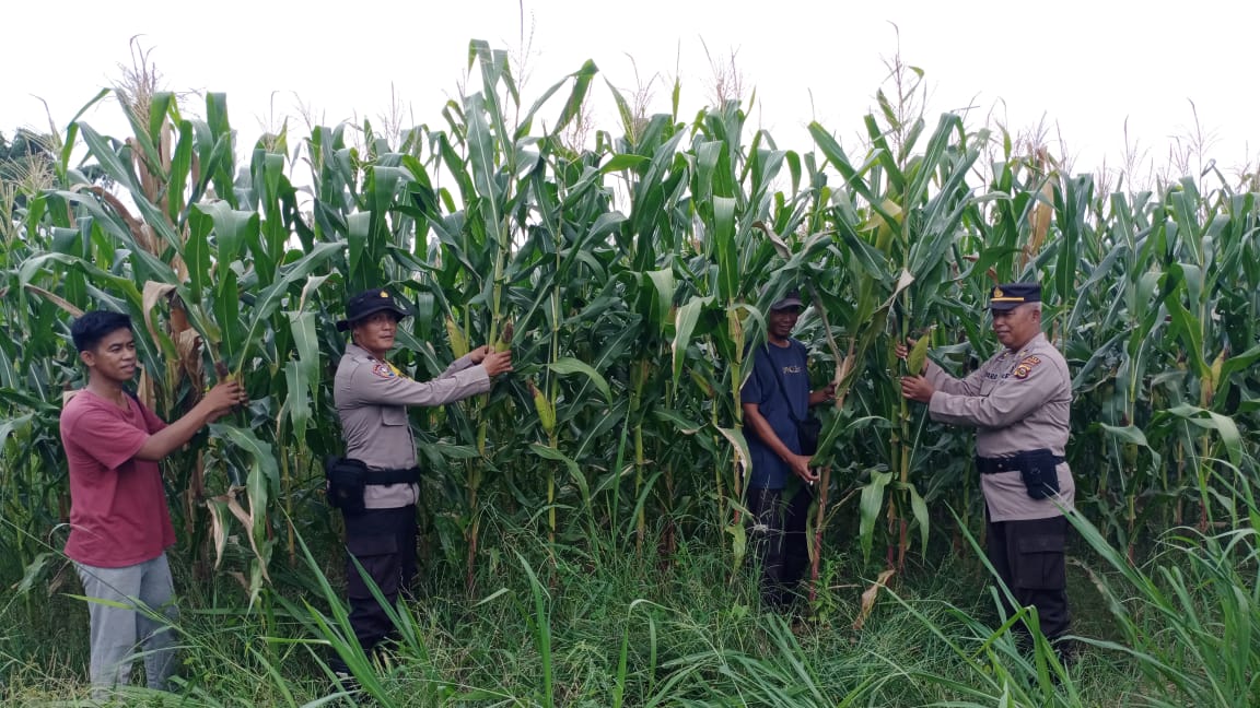 Wakapolsek Rambutan Cek Langsung Program 2 Tanaman Jagung di Lahan PT Pulau Subur