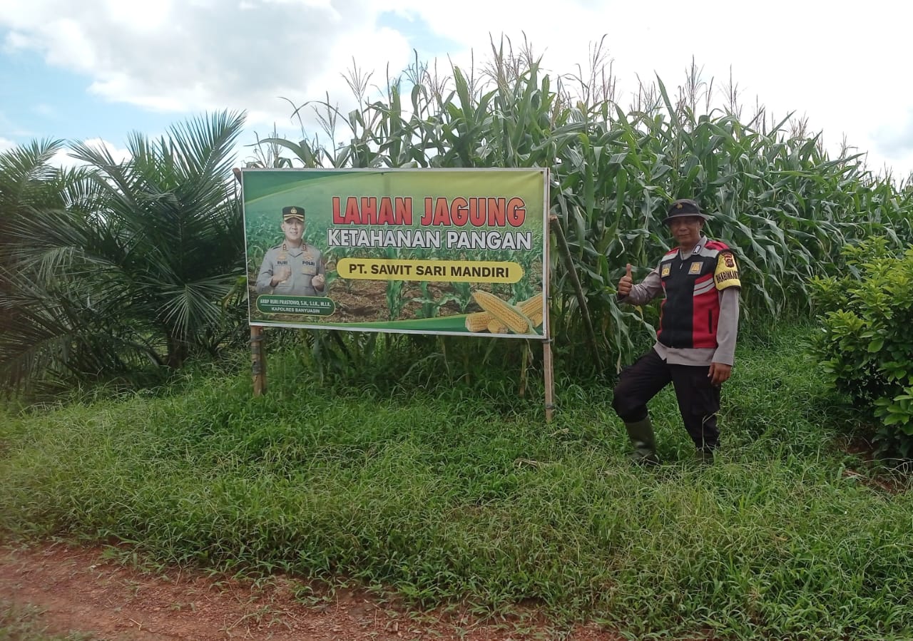 Rutin Cek Tanaman Jagung, Pastikan Tumbuh Dengan Baik