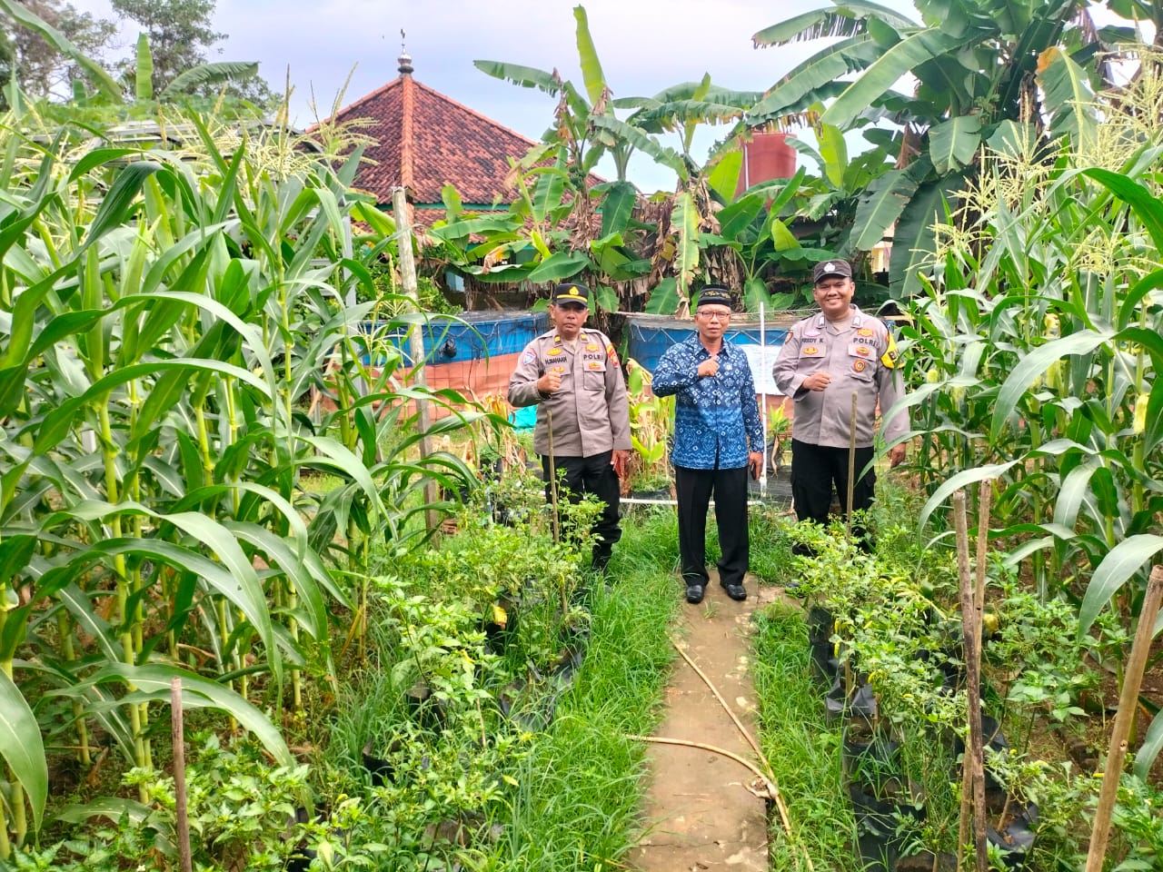 Cek Tanaman Jagung, Kanit Binmas Polsek Betung Iptu Hendra Siahaan : Perhatikan Kondisi Lahan