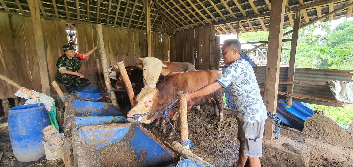 Dukung Ketahanan Pangan Sektor Peternakan, Babinsa Kadipiro Sambangi Peternakan Sapi, Berikan Motivasi Dan Semangat Kerja