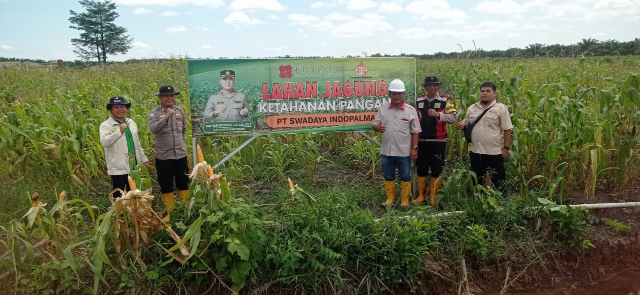 Cek Tanaman Jagung, AKP Herly Setiawan Pastikan Akan Panen Akhir Bulan Mei 2025