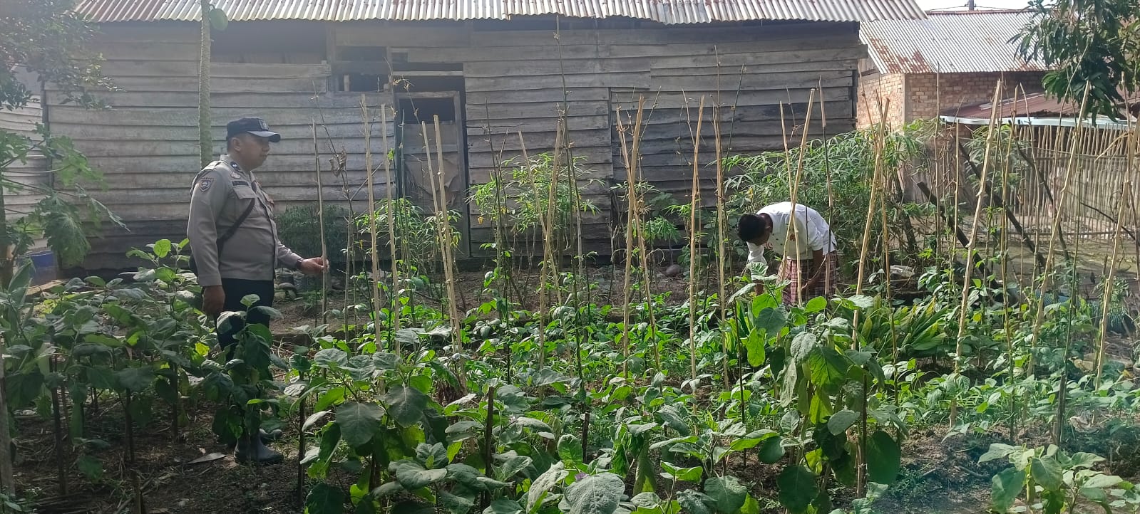 Edukasi dan Motivasi Masyarakat, Aiptu Anjodhi Ibrahim Rawat Tanaman Terong Hijau