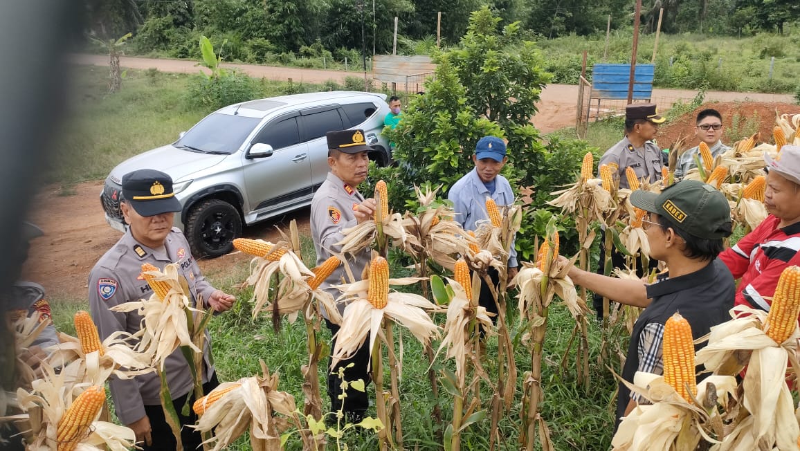 Kabag SDM Polres Banyuasin Tinjau Lokasi Pra Panen Jagung di Desa Sungai Rengit Murni