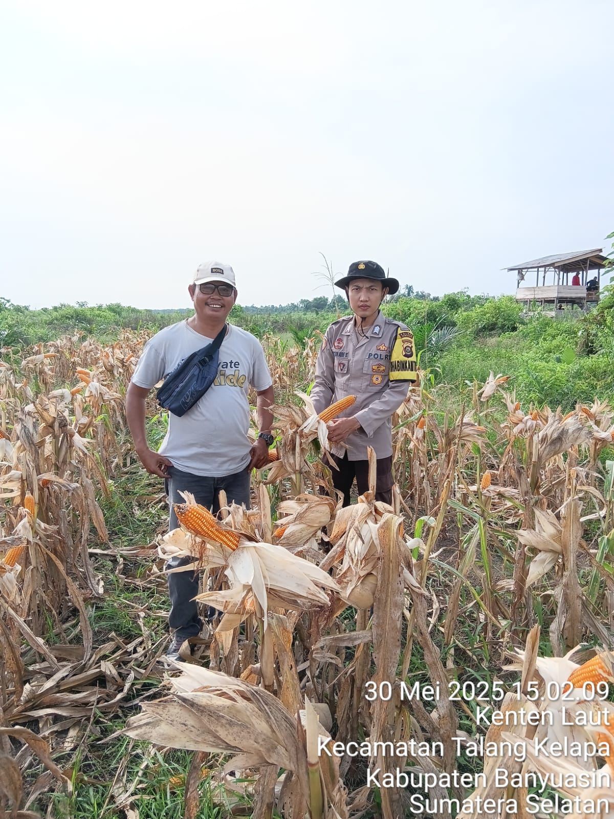 Talang Kelapa Tegaskan Pentingnya Pemantauan Secara Berkala Tanaman Jagung