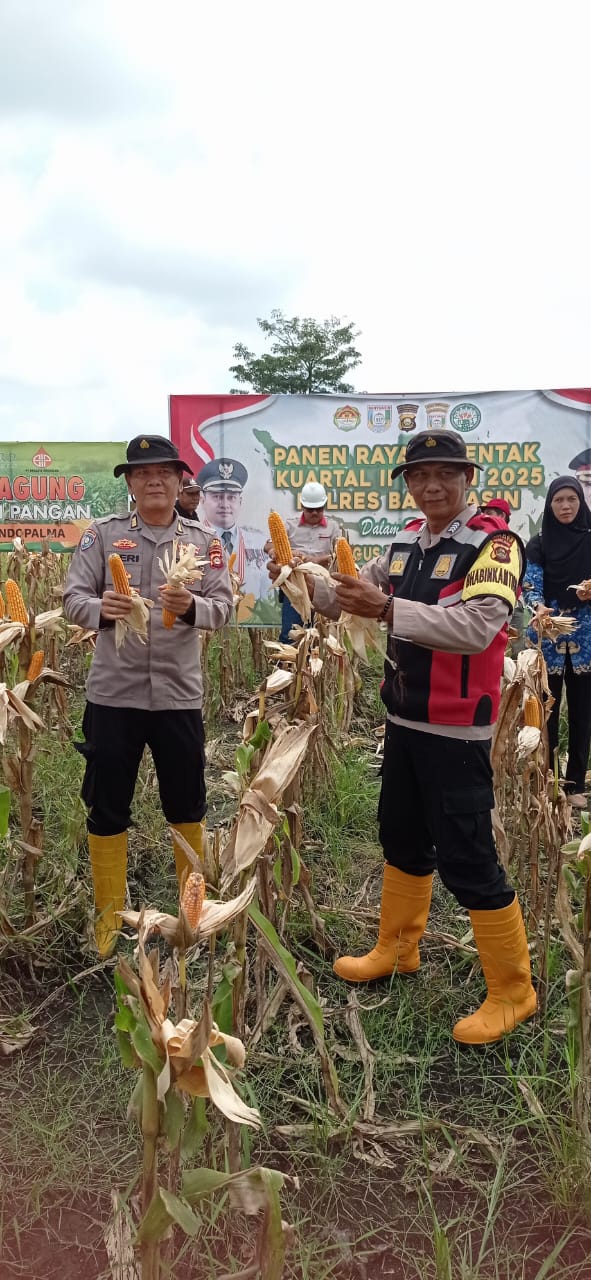 Gugus Tugas Ketapang Polres Banyuasin Sukses Panen Jagung di Lahan PT Swadaya Indo Palma Desa Sungai Rengit