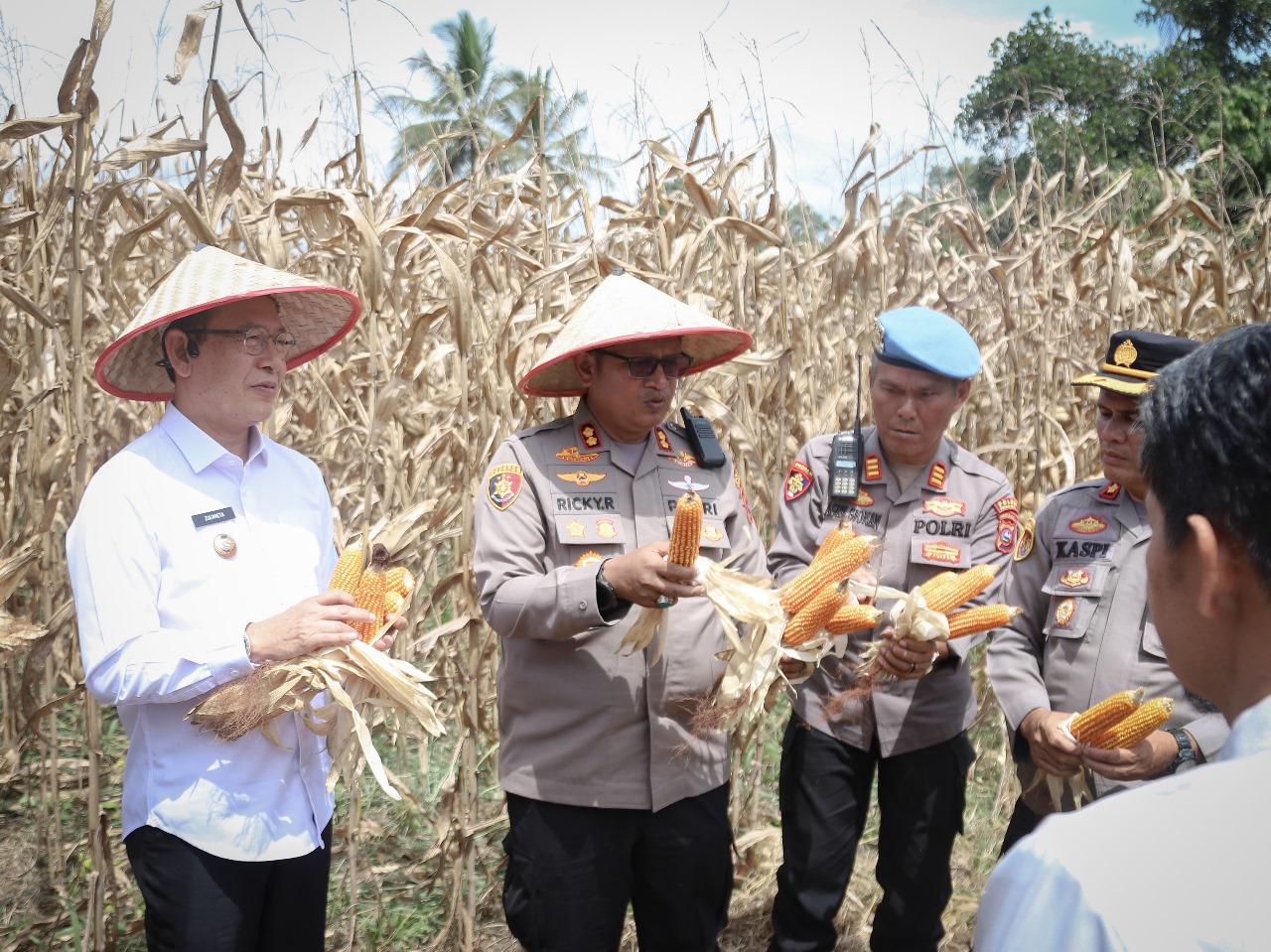 Wali Kota Payakumbuh dan Forkompida Panen Raya Jagung di Koto Tangah