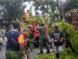 Antisipasi Pohon Tumbang, Babinsa Gandekan Bersama Saberling Dan Warga Laksanakan Perempelan Pohon