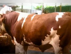 Presiden Prabowo Kurban Sapi 893 Kilogram di Solok Selatan
