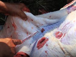 Pemkab Solsel Bakal Berkurban 48 Sapi dan 2 Kambing