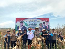 Dipimpin Presiden Via Daring Wakil Wali Kota Tanjungbalai Ikuti Panen Raya Nasional Jagung Kuartal II di Bengkayang