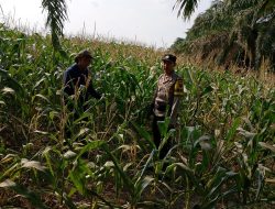 Langkah Nyata Dukung Ketahanan Pangan, Brigadir Hartadi Ade K, Cek Perawatan Tanaman Jagung